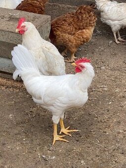 Predam kohutov Leghorn - 1