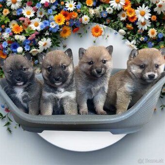 Shiba inu