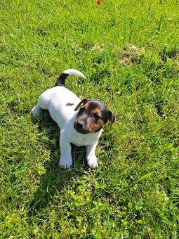 Jack russell terier