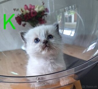 Ragdoll mačiatka