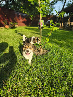 Beagle, bígel, bígl, bigel