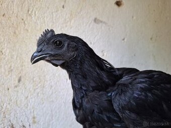 Ayam cemani