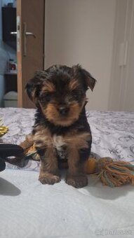 Yorkshire Terrier mini - 1
