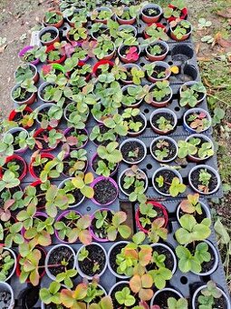 Sadenice Jahody (raz plodiace)