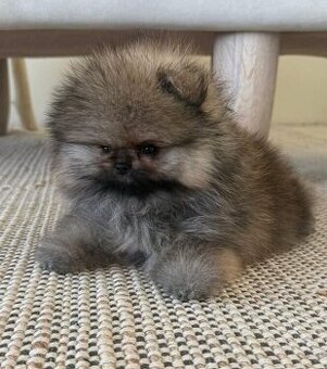 Pomeranian mini