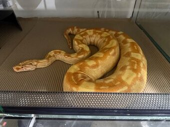 Boa Constrictor - Velhad Kralovsky