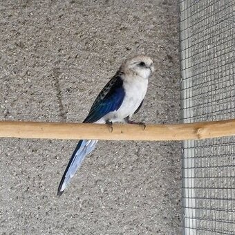 1.0 modry/opalin - 1