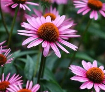 Echinacea