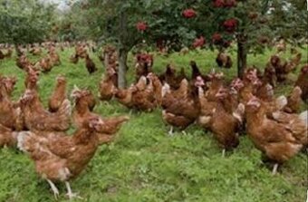 Nosnice na vajíčka aj z dovozom