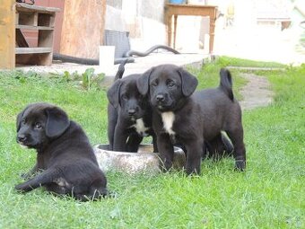 šteniatka Rusko európska Lajka - Hanoverský Farbiar