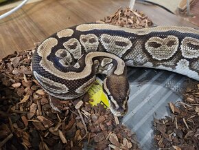 Python královský – python regius