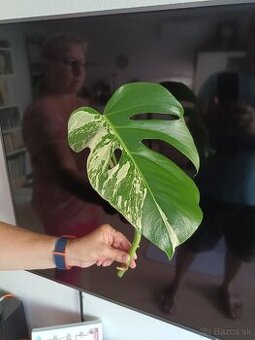 Monstera albo variegata