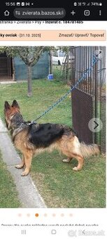 Chcel by som vymeniť svojho nemeckého ovčiaka.9