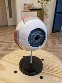 Model ľudského oka