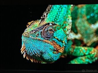 TCL C7K QD-MiniLED - 55 Zoll