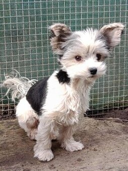 Yorkshirsky terier - biewer