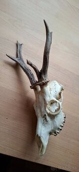 Trofej raritního srnce