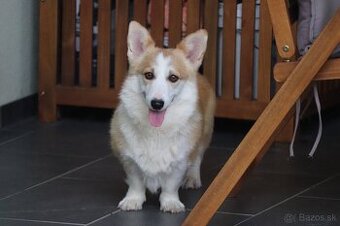 Welsh corgi pembroke sučka s PP