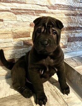Sharpei