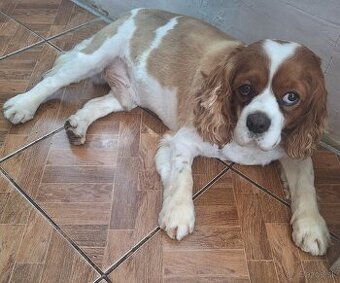 Cavalier