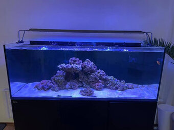 Morske akvarium RED SEA 525XL