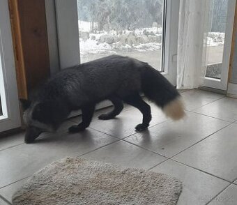 Líška strieborná samica