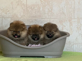 POmeranian