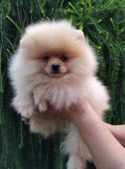 Pomeranian