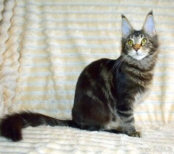 Mainská mývalia mačka - mačiatka Maine coon s PP - Xenia