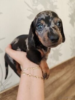 Jazvečíky trpasličie krátkosrsté - posledne 2 kusy