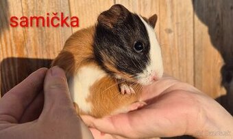 Morské prasiatka, morča, morské prasiatko