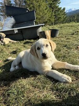 Predám šteniatka kangaly