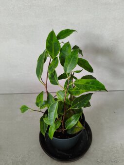 Ficus benjamina