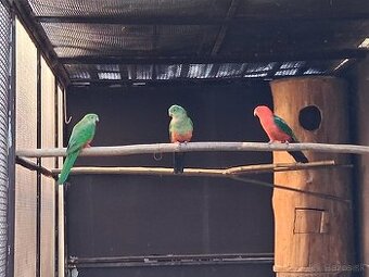 Papagáj kráľovský - samička