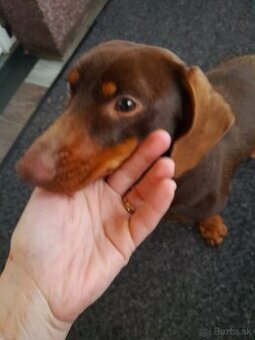 Krátkosrstý jazvecik