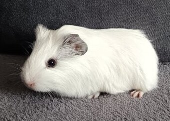 Morské prasiatko - samička