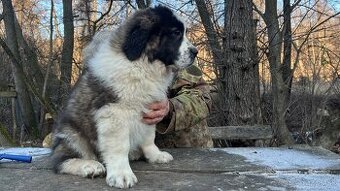 Štenata Moskovsky strážny pes