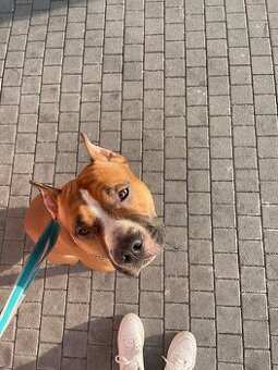 Americký Stafordširsky teriér na Krytie