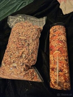 Muchotrávka červená