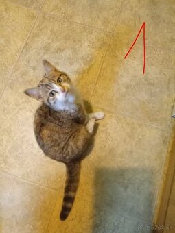 Ajándékozuk - Darujeme