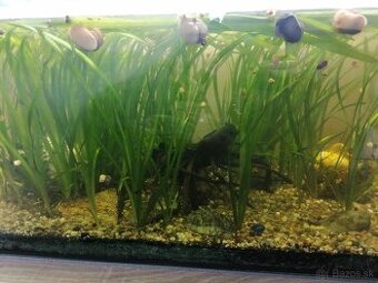 Vallisneria spiralis