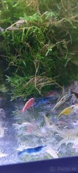 Predam Akvárium Kreviet