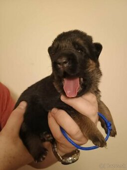 Šteniatka nemeckého ovciaka  sPP