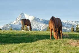 Ustajnenie koní pod Tatrami