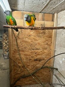 Papagáj senegalsky