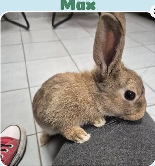 Maxík na adopciu