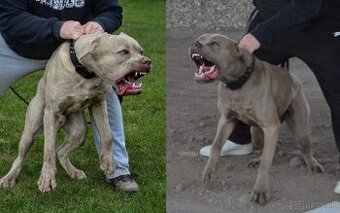 Americký BANDOG