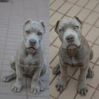 Americký BANDOG