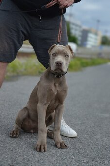 Americký BANDOG