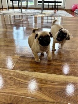 Mops Mopslik